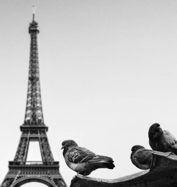 istock Pigeons against Eiffel tower - Paris France 651448452