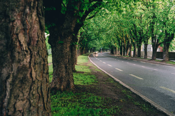 istock Car driving on road through chestnut alley 651448804
