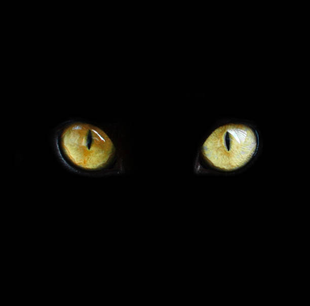 istock Real isolated cat eyes on black background 651449772