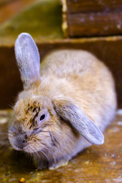 istock pet rabbit red rodent small suit 651456188