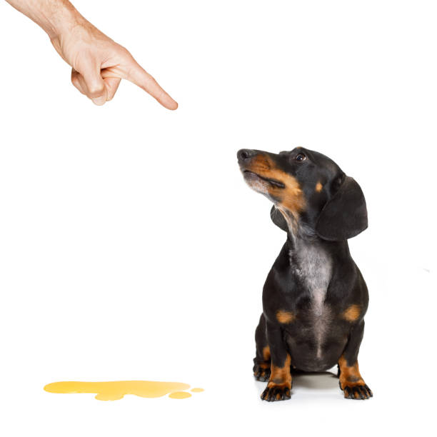 owner punishing his dog for  urinate - dachshund dog sadness sitting imagens e fotografias de stock