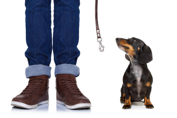 istock dog and owner  with leash 651457054