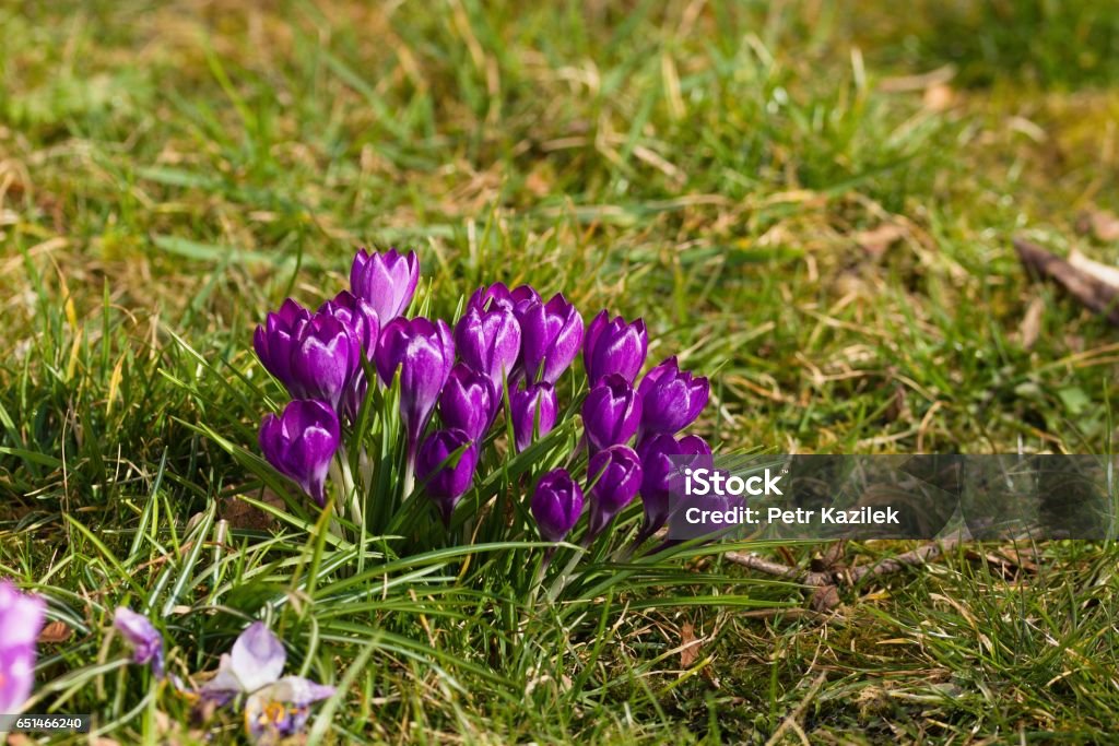 Purple crocus Crocus bunch in a meadow on bright sunny early spring day Autumn Stock Photo
