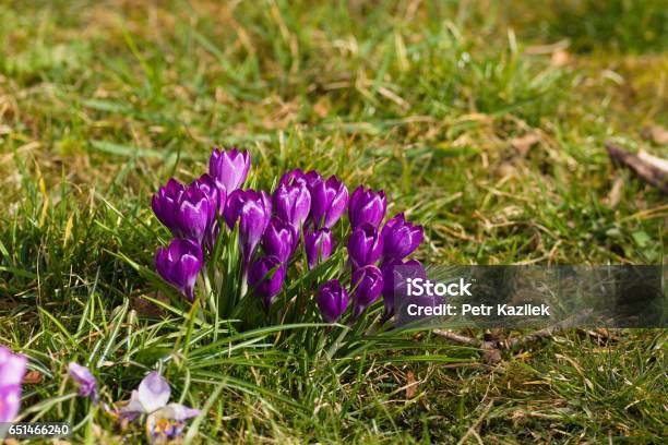 Purple Crocus Stock Photo - Download Image Now - Autumn, Beauty, Blossom