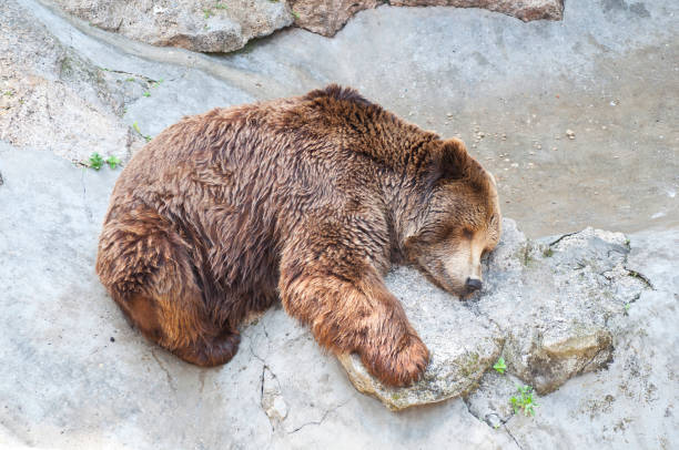istock Grizzly bear sleeping in Zoo 651467242