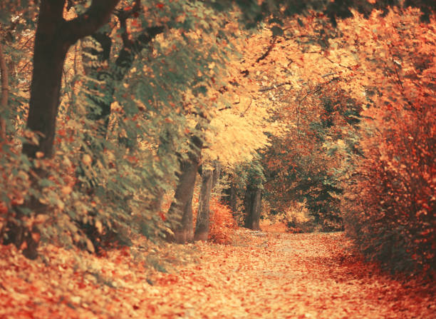 istock Beautiful dreamy autumn forest with walkiing path 651469904