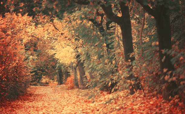 istock Beautiful dreamy autumn forest with walkiing path 651469924