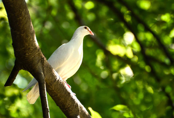 istock Beautiful wite pigeon on branch 651470278