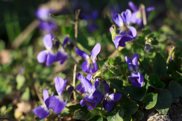 istock Viola Guestphalica Flower 651471318