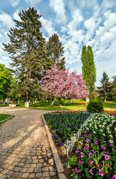 istock Sakura tree blossom city park 651479034