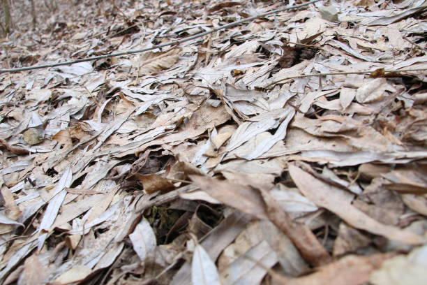 istock Background Texture Of Fallen Leaves In A Forest 651479394