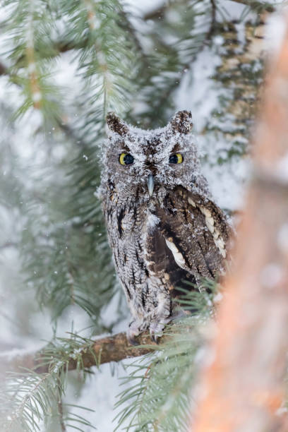 istock Western Screech Owl In The Snow 651487160