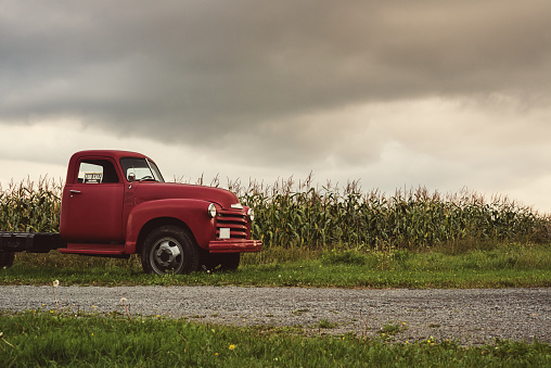 A 1950's pickup truck parked near a corn field.