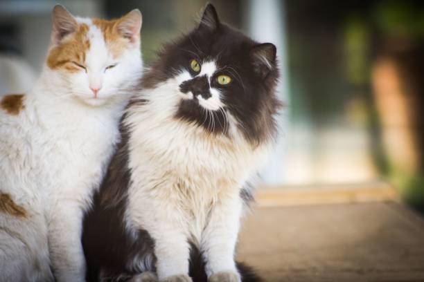 istock Two cats relaxing together. Animal friendship 651498434