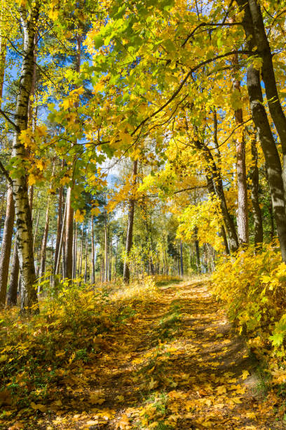 istock Maple alley on a sunny autumn day. 651505634