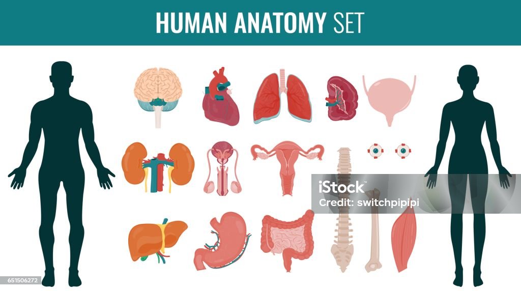 Human internal organs. Anatomy set. Vector Human internal organs. Anatomy set. Vector illustration Cut Out stock vector