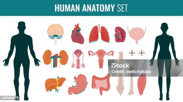 Human Internal Organs Anatomy Set Vector Stock Illustration - Download Image Now - Cut Out, The Human Body, Human Internal Organ