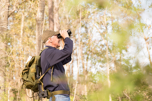Active senior adult man hiking through a wooded forest area.  He wears backpack and uses binoculars to bird watch as he is outdoors enjoying nature.