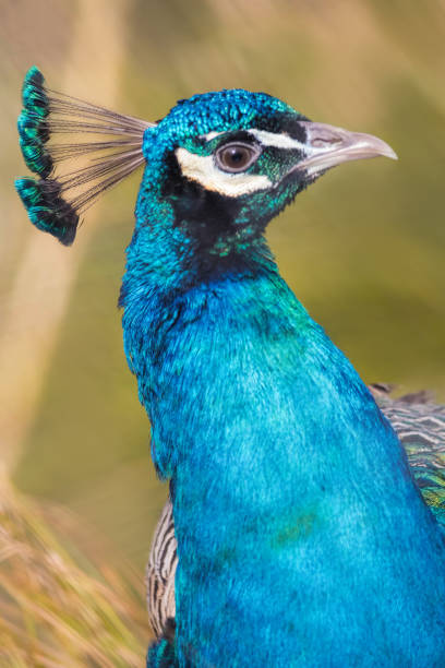 istock Peafowl bird close up, Peacock. (Pavo Cristatus) 651522734