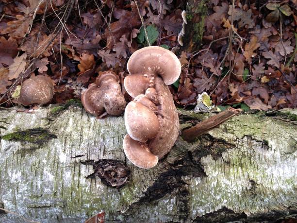 istock Brown rot fungi (Piptoporus betulinus) on a birch 651542902