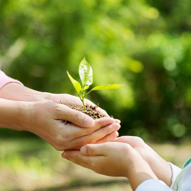 istock Mother and son hands holding new plant 651546360