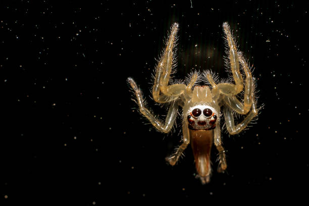 istock Jumping spider gold on black background. 651547744