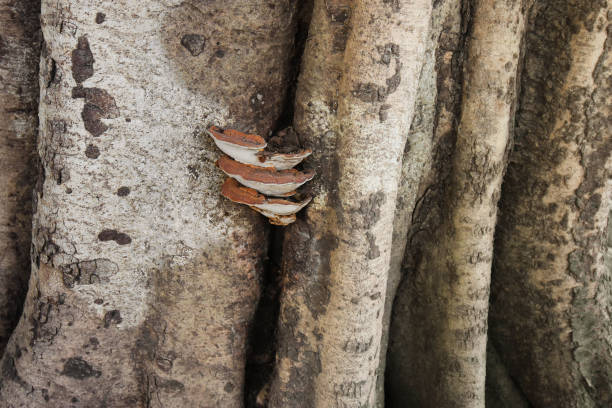 istock Old brown tree root with fungus in a jungle 651548568