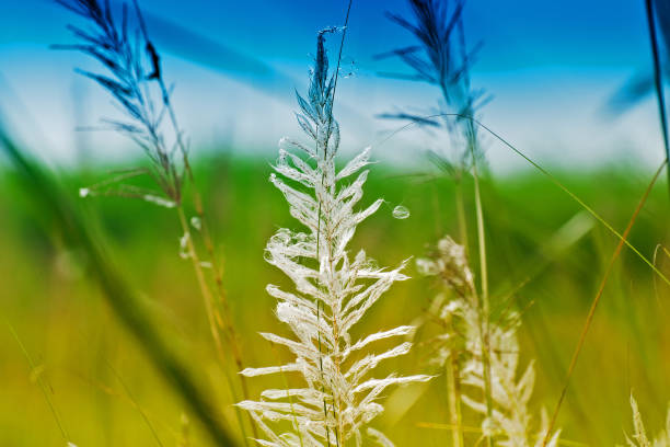 istock Kans grass , Saccharum spontaneum, Kolkata, West Bengal, India 651550040