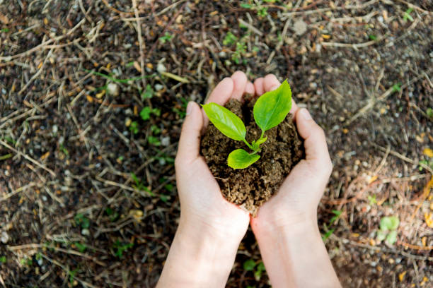 istock Woman hands holding a small plant 651550360