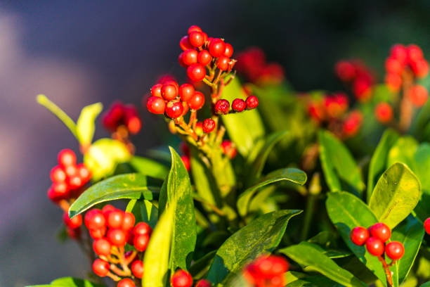 Japanese Skimmie Berry fruit,Skimmia reevesiana,Plant,Garden,Evergreen licht stock pictures, royalty-free photos & images