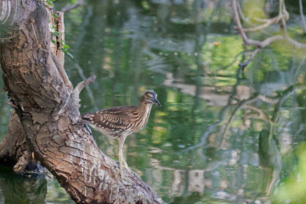 istock Indian pond heron, perching on tree beside water 651568624