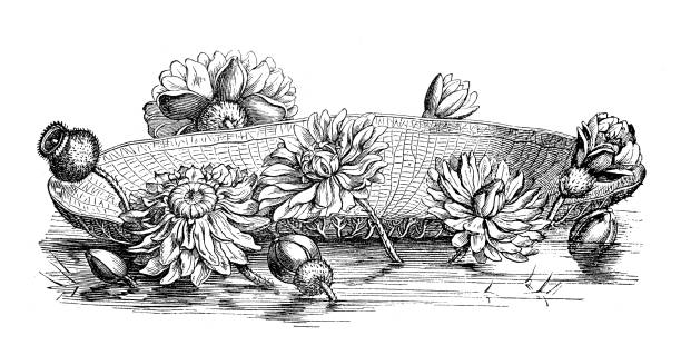 botanika rośliny antyczne grawerowanie ilustracja: victoria amazonica lilia wodna - victoria water lily stock illustrations