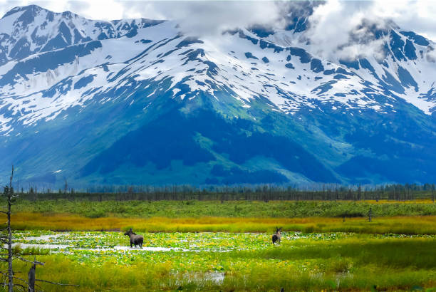 Moose running through water and lily pads with snow covered mountain in background in Kenai, Alaska