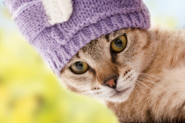 istock Serious kitten with funny purple hat 651590940