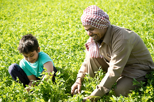 Happy Indian farmer with son plucking crop in green field