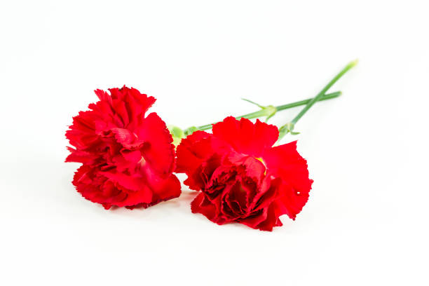 istock beautiful dianthus flower isolated on white background 651612614