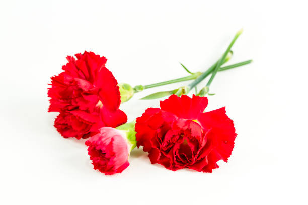 istock beautiful dianthus flower isolated on white background 651612638