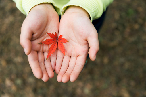 Little boy hand holding a red maple leaf.