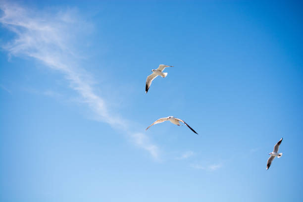 istock Seagulls flying in sky over the sea waters 651619002