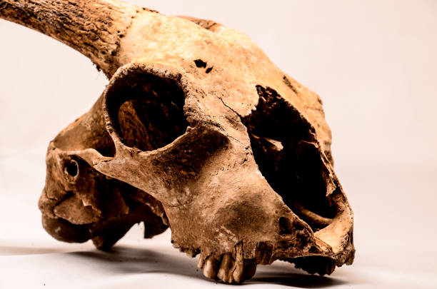 istock Dry Goat Skull with Big 651638194