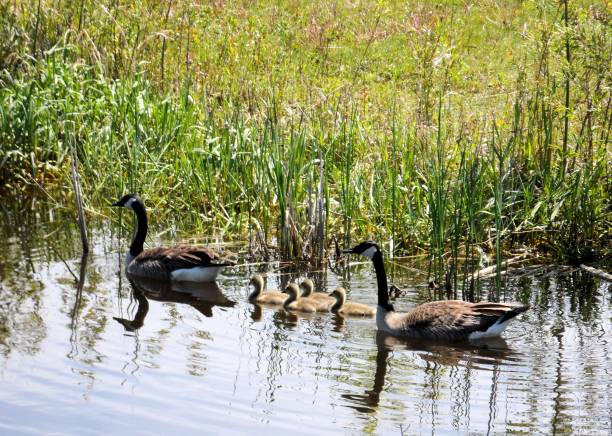 istock Canadian Geese Family Swim 651641122