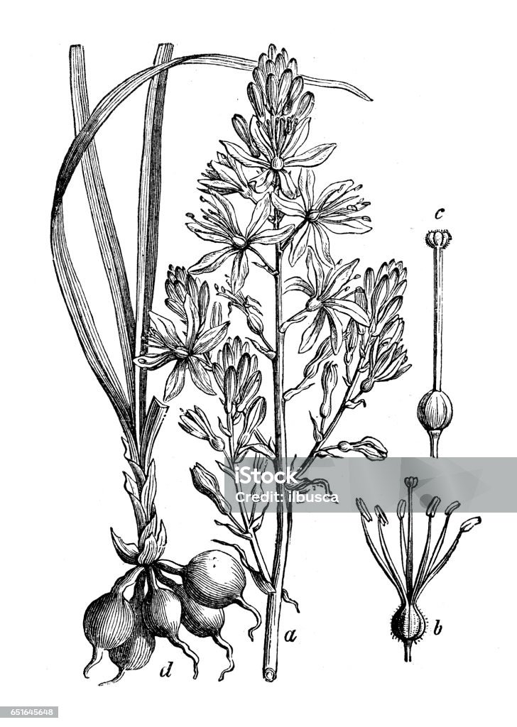 Piante botaniche illustrazione di incisione antica: Asphodelus ramosus (asfodelo ramificata) - Illustrazione stock royalty-free di Illustrazione