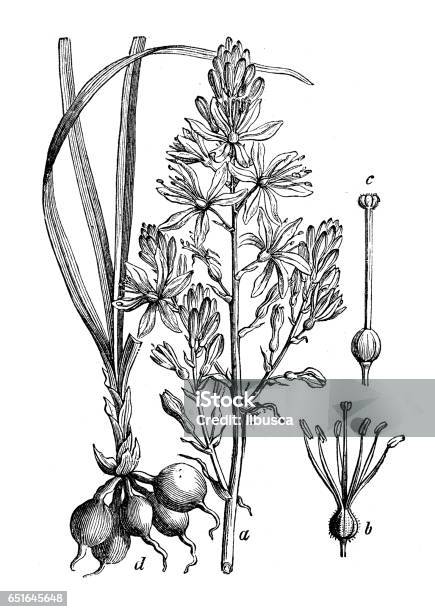 Piante Botaniche Illustrazione Di Incisione Antica Asphodelus Ramosus - Immagini vettoriali stock e altre immagini di Illustrazione