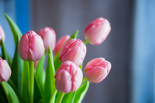 Bouquet of tender pink tulips in vase.