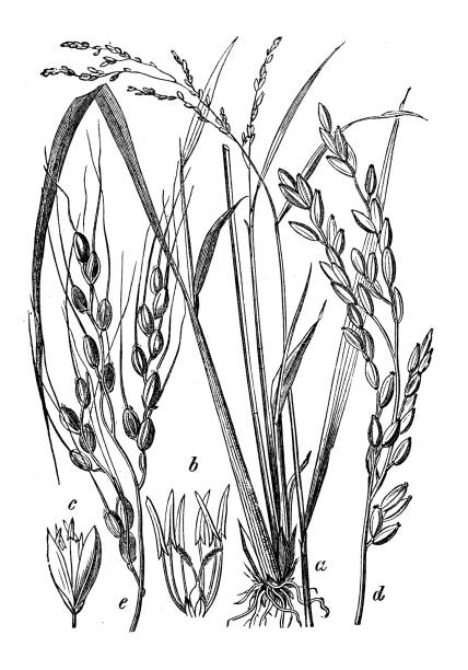 Botany plants antique engraving illustration: Oryza sativa (Asian rice)
