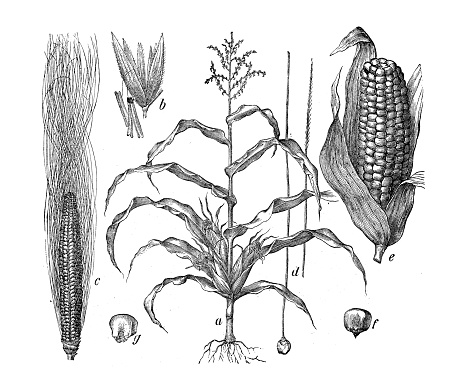 Botany plants antique engraving illustration: Zea mays (Maize, corn)