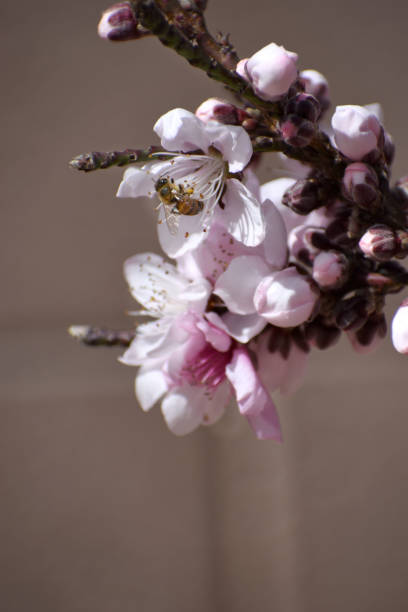 Bee on blossoms stock photo
