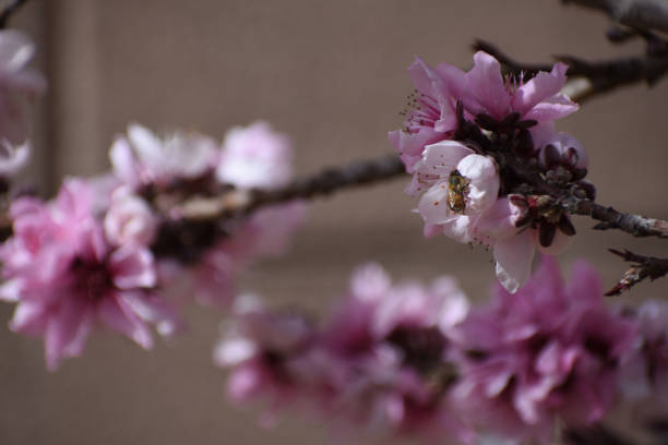 pink peach blossom cluster with honey bee stock photo