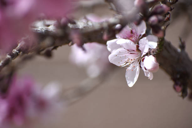 Bonfire peach tree blossom stock photo