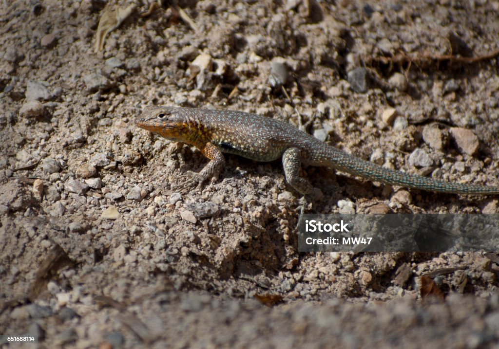 small desert rainbow lizard multicolored desert lizard Animal Stock Photo